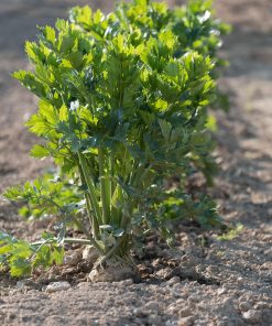 Céleri Chinois Vert