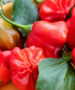 Piment Chapelier Fou