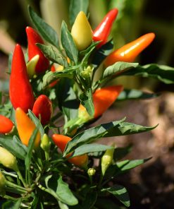 Piment Mini Cayenne