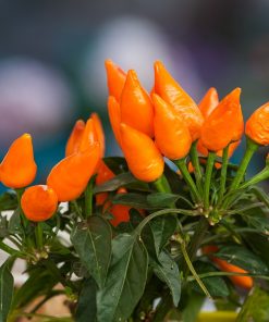 Micro Piment Orange Aji