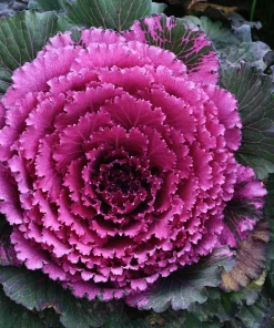 Choux d&rsquo;ornement Mauve Brassica