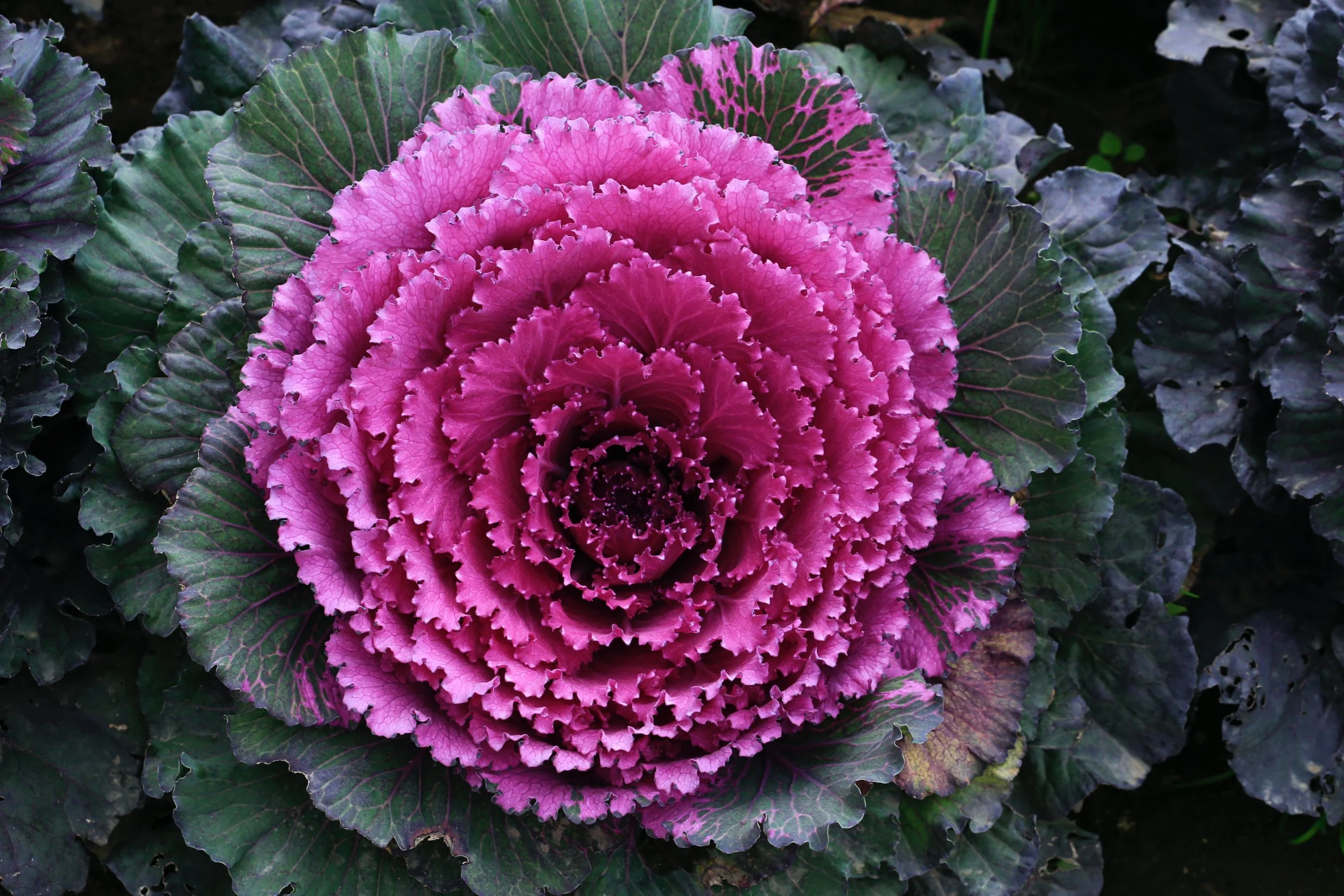Choux d’ornement Mauve Brassica