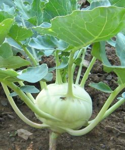 Chou-Rave Blanc de Vienne