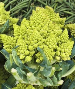 Chou-Fleur Romanesco
