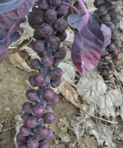 Choux de Bruxelles Rouge Cabernet