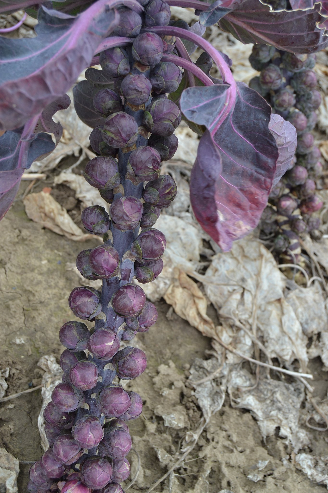 Choux de Bruxelles Rouge Cabernet