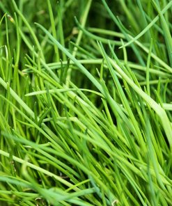 La Ciboulette à Thérèse