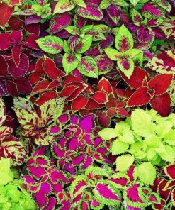 Coleus Arc en ciel Mix