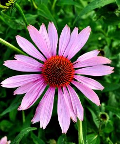 Échinacée Mauve