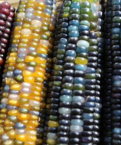 Maïs domination de l&rsquo;astronomie