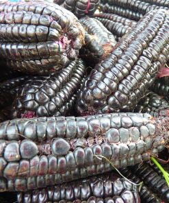 Maïs Collant Noir Japonais