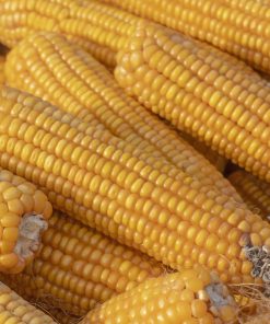 Maïs Sucré Early Sunglow
