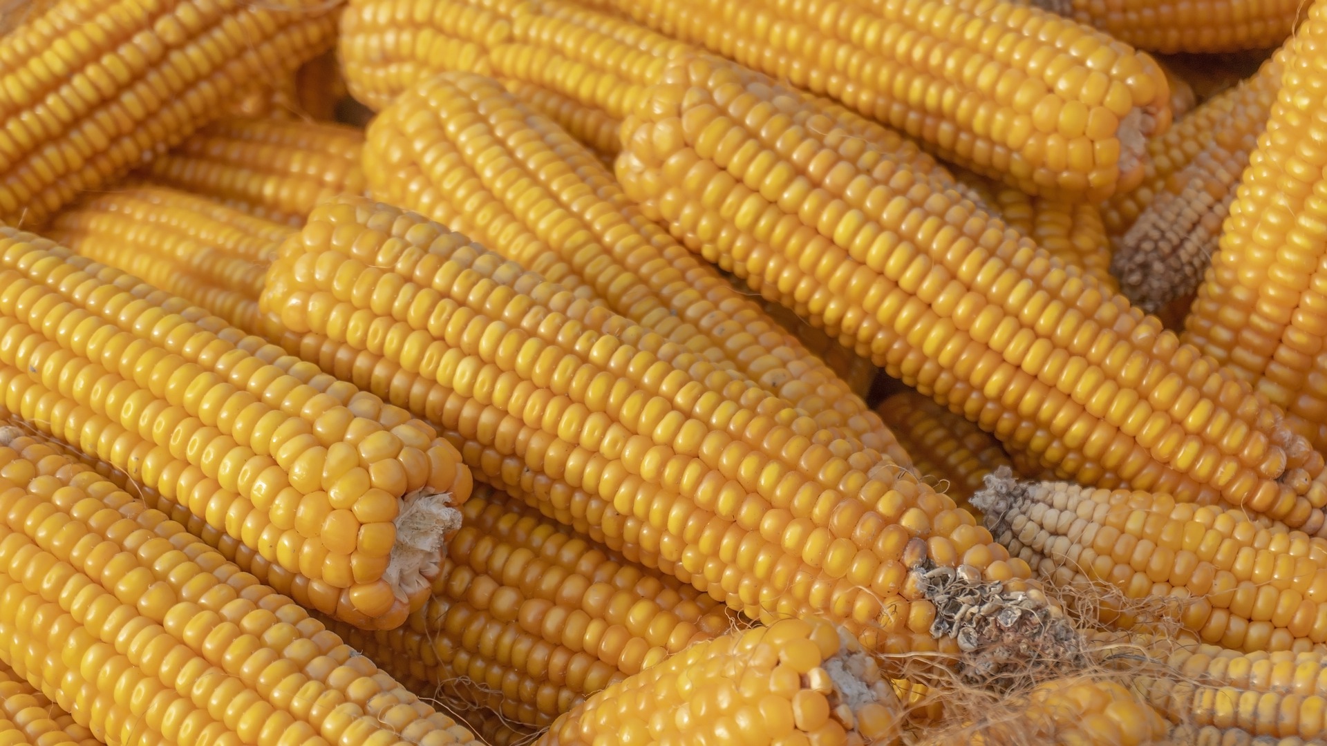 Maïs Sucré Early Sunglow