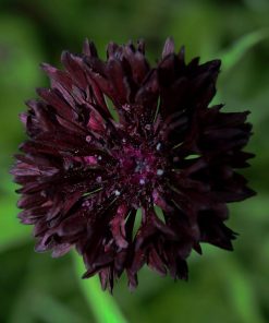 Fleurs Centauri Black Ball
