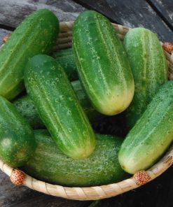 Concombre Cornichon National