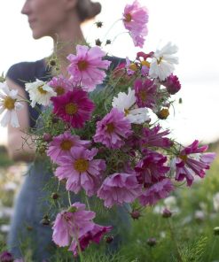 Cosmos Mix Rose Corail