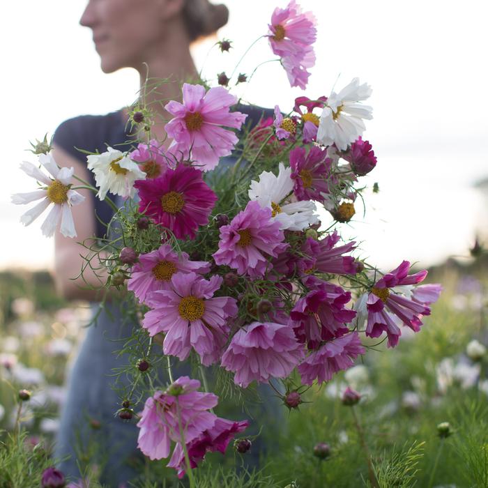 Cosmos Mix Rose Corail