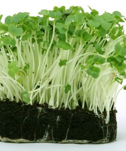 Cresson de jardin Micro