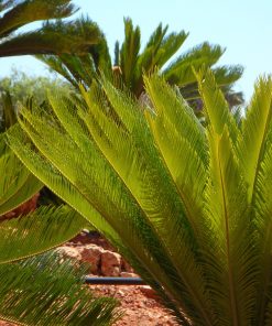 Dioon rzedowskii *Collection Premium