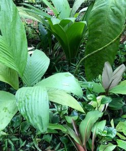 Palmier d’Ernest August – Chamaedorea ernesti-augusti