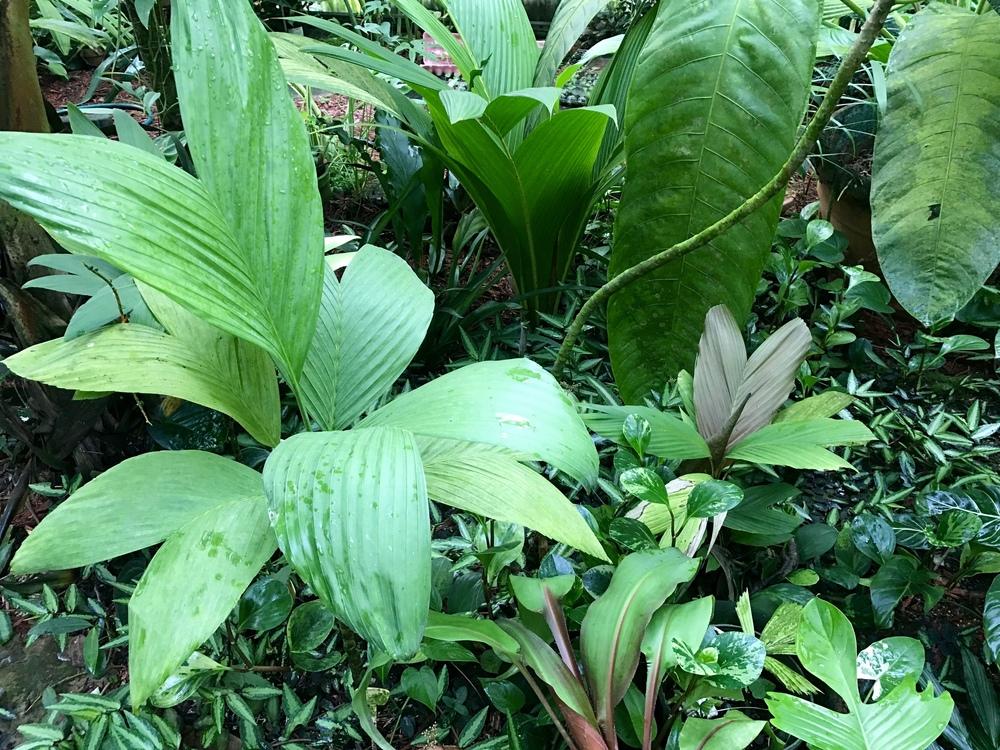 Palmier d’Ernest August – Chamaedorea ernesti-augusti