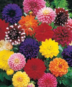 Dahlia Mix