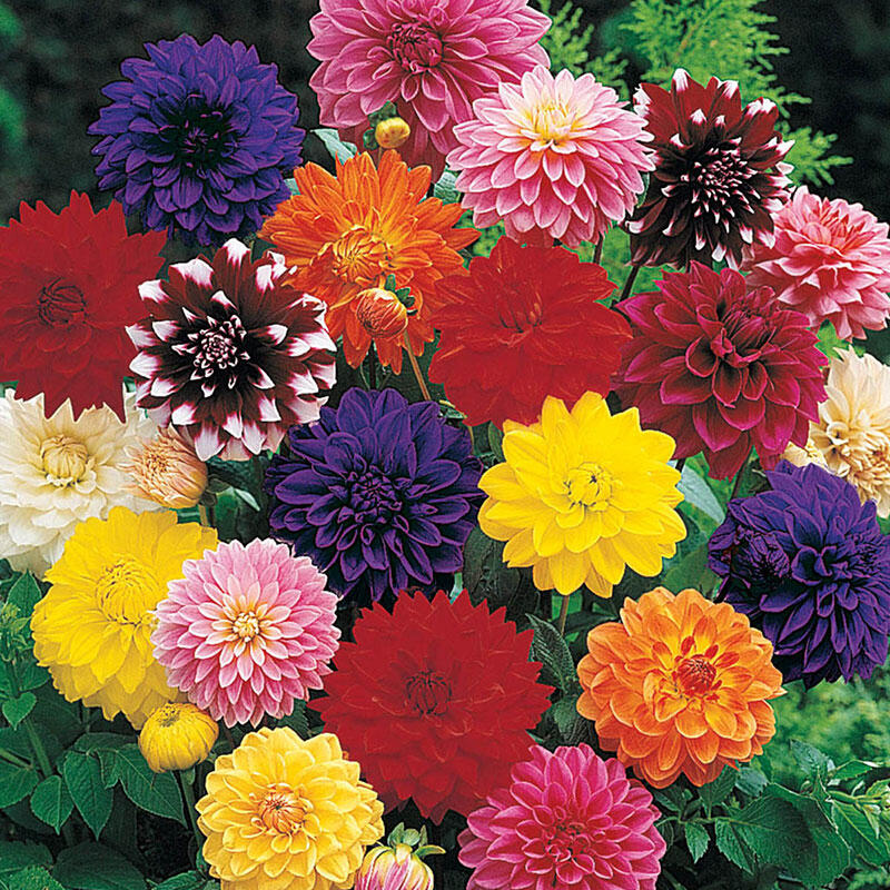 Dahlia Mix
