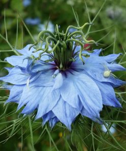 Nigelle de Damas Mix