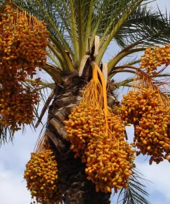 Palmier Dattier Nain