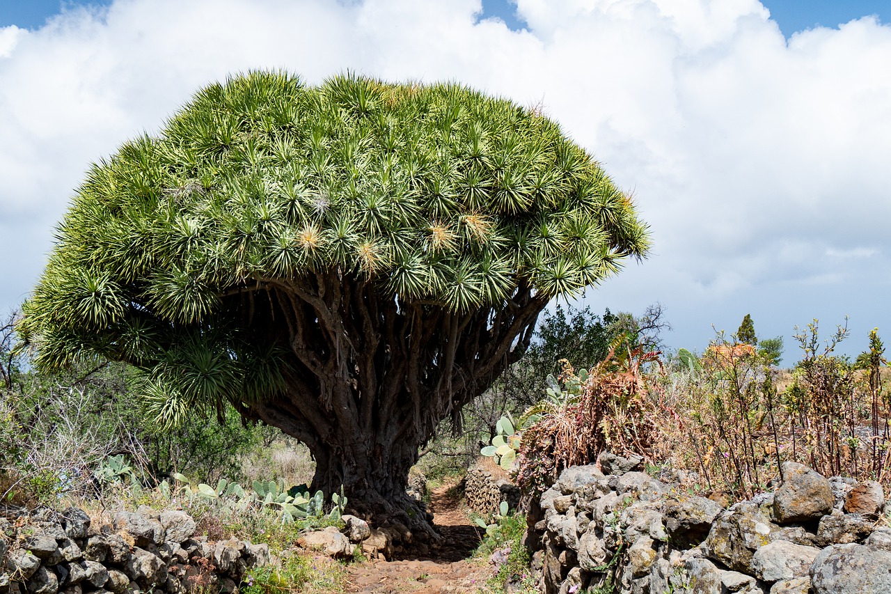 Arbre Dragon (dracena draco) – Image 3