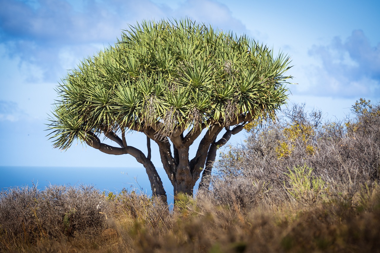 Arbre Dragon (dracena draco) – Image 2