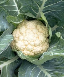 Chou-Fleur Early Snowball