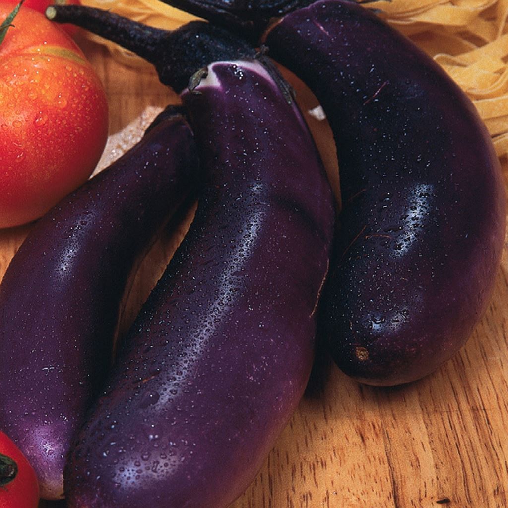 Aubergine Violetta lunga di Napoli