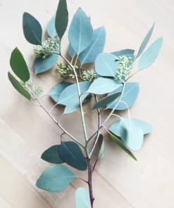 Eucalyptus Neglecta Omeo