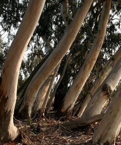 Eucalyptus brevifolia (snappy white gum)