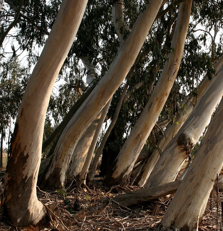 Eucalyptus brevifolia (snappy white gum)