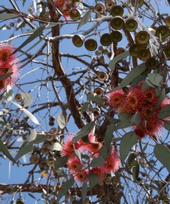 Eucalyptus Caesia &lsquo;gungurru&rsquo;