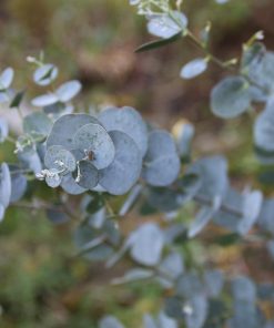 Eucalyptus Book-Leaf Malle