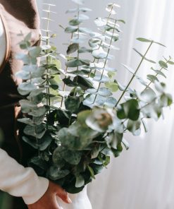 Eucalytpus Baby Blue Bouquet