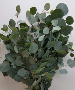 Eucalyptus Silver Dollar