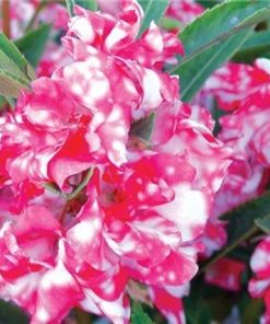 Fleurs Canne de Noël