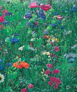 Mix Fleurs Sauvages pour l&rsquo;ombre