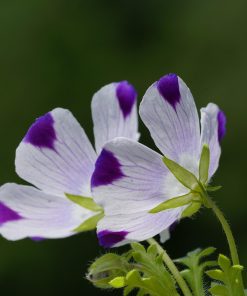 Nemophilia Cinq Pointes