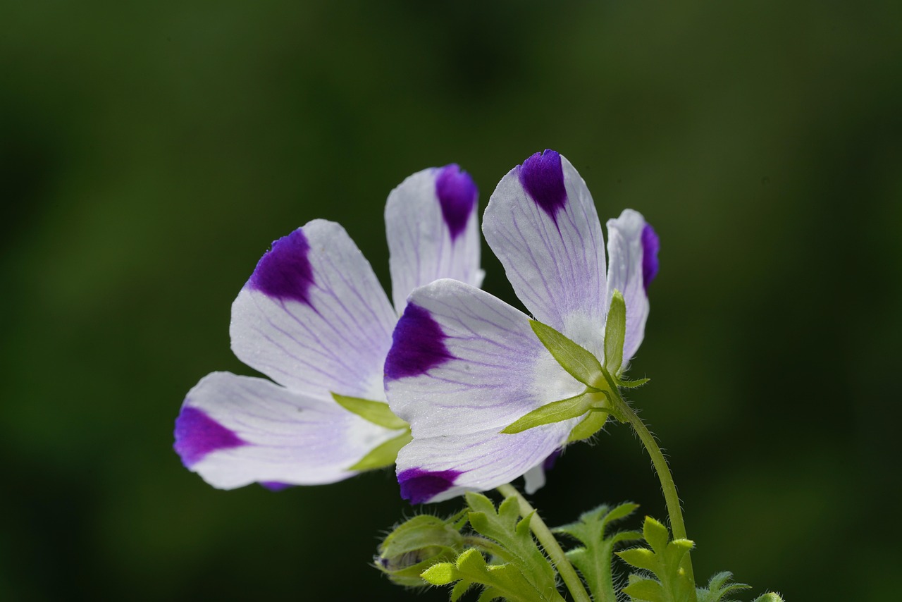 Nemophilia Cinq Pointes