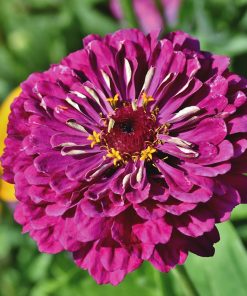 Zinia Nain Violet