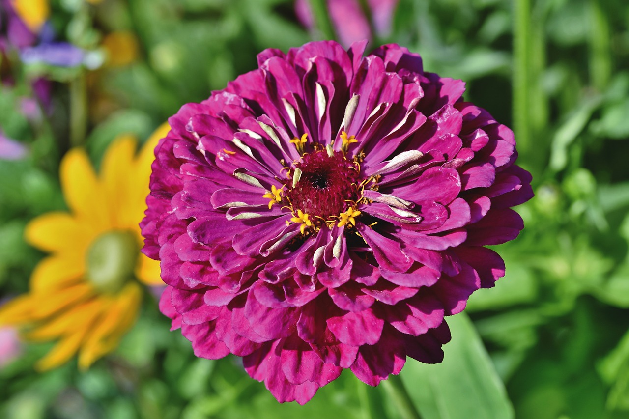 Zinia Nain Violet