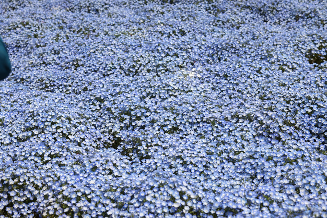 Nemophilia Baby blue Eyes – Image 2