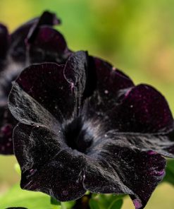 Pétunia Velours Noir