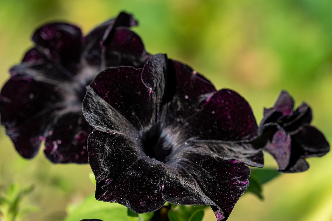 Pétunia Velours Noir