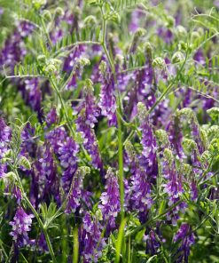 Vicia Villosa : La Vesce Velue